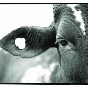 Scientists launch multi-million dollar battle against African cattle&nbsp;killer