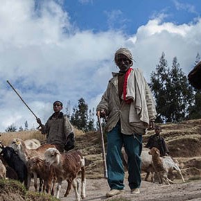 Protecting livestock breeds for&nbsp;people