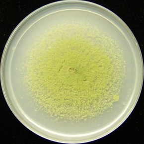 ‘Bio-control’=effective control of aflatoxins poisoning Kenya’s staple food&nbsp;crops