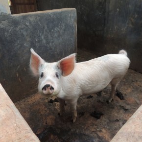 Pig farming in Uganda–Big options, and big research, take&nbsp;hold