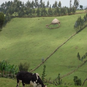 Getting (the band) back together: US climate report sees reconnecting crops to livestock as smart adaption&nbsp;strategy