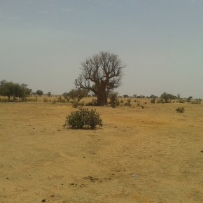 Assessing societal changes from changing dairy value chains in Sahelian pastoral&nbsp;communities