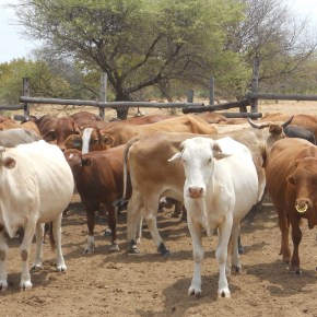 African talent feeding African markets with African products: Global food and agribusiness meeting hears of ‘livestock value chains’ in&nbsp;Africa