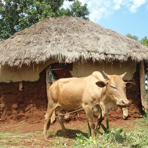 New UK funding for disease surveillance will improve health and farming in&nbsp;Kenya