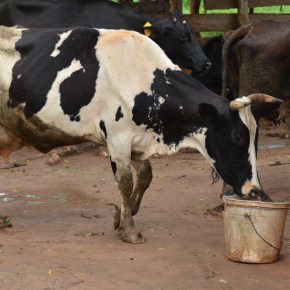 Tanzanian dairy film: Making a living from urban&nbsp;cows