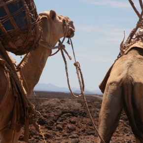 New studies on MERS coronavirus and camels in eastern Africa&nbsp;published