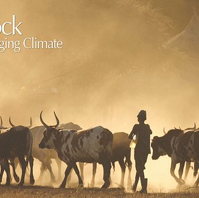 Livestock and climate change: Where the BIG opportunities&nbsp;lie