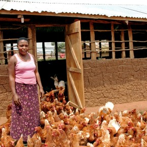 First global map of the rising use of antimicrobial drugs in farm animals published in&nbsp;PNAS