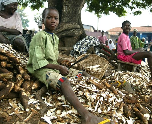 BoyPeelingCassavaInNigeria