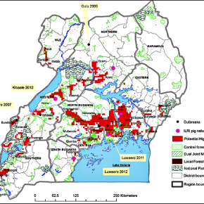 New study recommends continued research on the possible role pigs could play in transmitting Ebola in&nbsp;Uganda