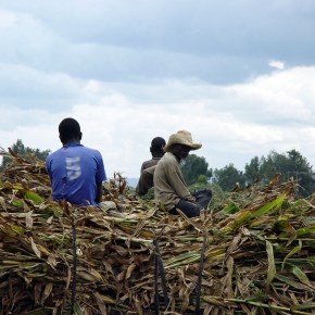 Ethiopia livestock master plan: Feed&nbsp;priorities