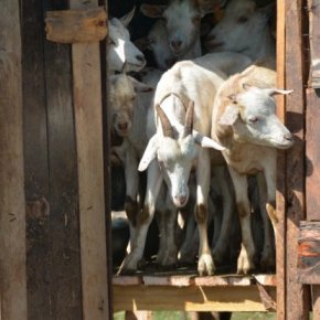 The sharp divide: Do we need animals to feed this&nbsp;world?