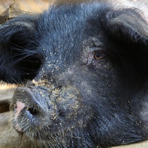 Vaccination proclamation: India protects the neglected ’living assets’ of its remote pig&nbsp;farmers