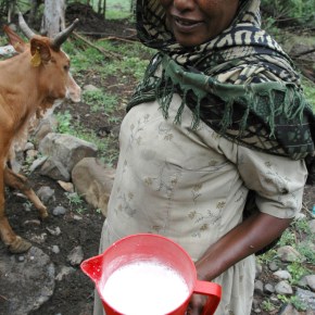 Aflatoxin levels in cow milk and feed in the Addis Ababa milk shed—New&nbsp;study