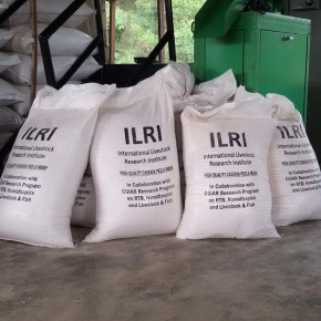 Processing African cassava peels, potentially a billion dollar&nbsp;business