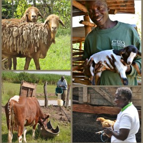 Climate-smart livestock farming in developing countries is boosted by a £10-million research&nbsp;award