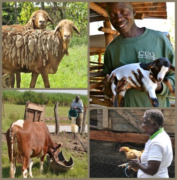 Collage_Climate-SmartLivestock_WesternKenya_CCAFS_02