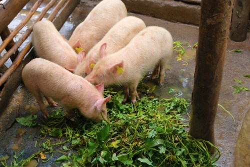 Piglets-eating-sweetpotato-silage-in-Uganda_BySaraQuinn-CIP