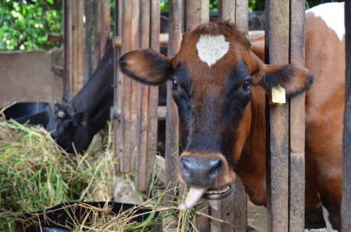 Dairy cow in Tanga, Tanzania (photo credit: ILRI/Paul Karaimu).