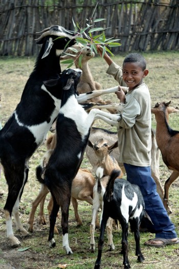 EthiopianBoyFeedingGoats