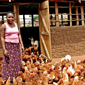 Limiting use of antibiotics in livestock production to stem growing antimicrobial resistance in human&nbsp;pathogens