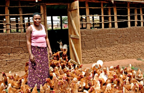 UgandanChickenFarmer_Cropped