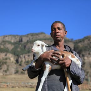 Unlocking the potential of Ethiopia’s livestock sector: growth, jobs and environmental&nbsp;sustainability