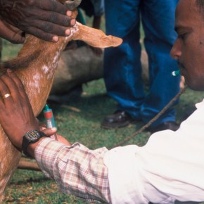 Vaccine development breakthrough for Rift Valley fever—new Nature Scientific Reports&nbsp;paper