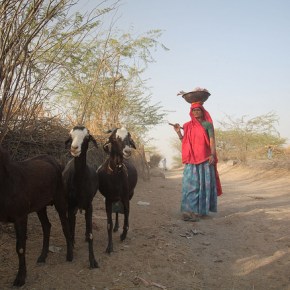 Harnessing livestock for the Sustainable Development&nbsp;Goals