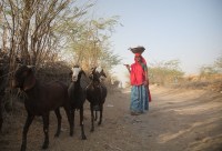 Woman herding goats.in his goat enclosure.a in their goat enclosure.