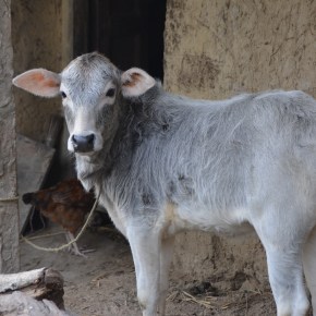 Odisha Odyssey: A look at the emerging commercial dairy value chains in eastern&nbsp;India