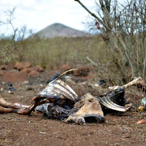 CGIAR livestock support is enhancing community resilience in the face of on-going drought in the Horn of&nbsp;Africa