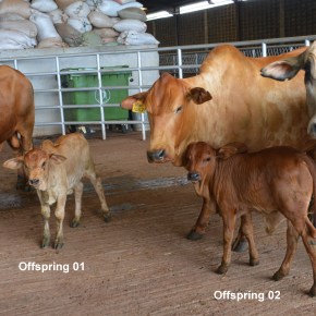 Cloned bull could contribute to development of disease-resistant African&nbsp;cattle