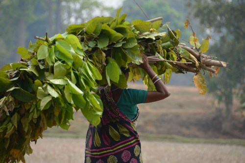 OdishaFodderFromTheForest