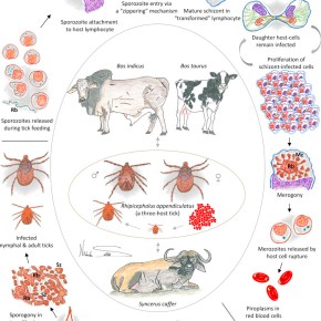 Vaccine research on Africa’s cattle-killing East Coast fever: A short (somewhat potted but handsomely illustrated)&nbsp;history