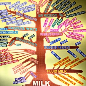 India’s addiction to milk as a diabetes pandemic moves to the&nbsp;villages