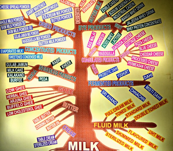 DSC_3977_MilkTree_Cropped