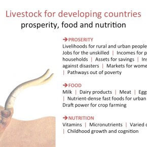 High-Level Panel of Experts on Food Security and Nutrition launches sustainable livestock development&nbsp;report