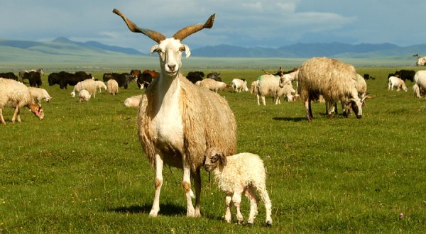 TibetanSheep_Crienglish