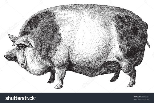 HampshirePig_MeyersKonversations-Lexikon