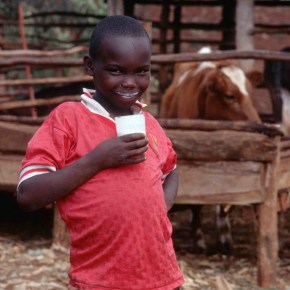 What stops greater consumption of meat, milk and eggs in low-income areas of Nairobi? Price,&nbsp;mostly