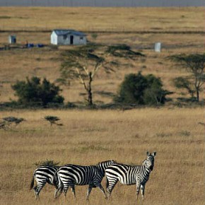 Fragmentation of the Athi-Kaputiei plains, outside Nairobi, has caused rapid declines in both pastoralism and&nbsp;wildlife
