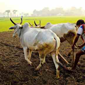 Livestock environmental ‘hoofprints’: Five fast facts to remember—Shirley Tarawali at ‘Farming&nbsp;First’