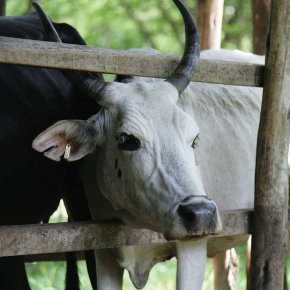 Livestock genetics and breeding – highlights from ILRI’s corporate report&nbsp;2015–2016