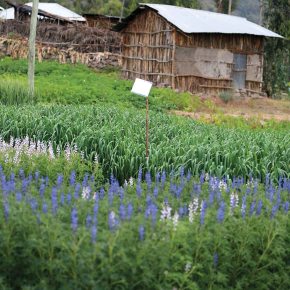 Livestock feeds and forages – highlights from ILRI’s corporate report&nbsp;2015–2016