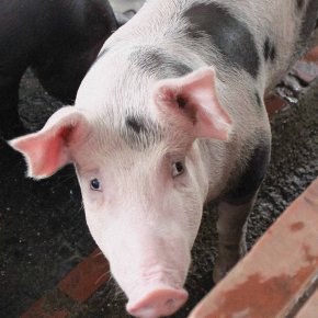 Livestock and human health – highlights from ILRI’s corporate report&nbsp;2015–2016