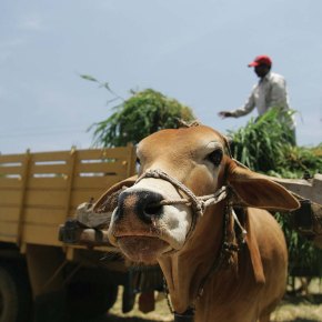 Sustainable livestock systems – highlights from ILRI’s corporate report&nbsp;2015–2016