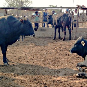Beef value chain actors reap big gains from new financing in Southern&nbsp;Africa