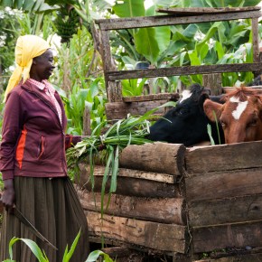 Livestock for food security and nutrition—Committee on World Food Security policy&nbsp;recommendations