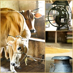 India’s Odisha State and ILRI join forces to improve livestock feeding and&nbsp;mechanization
